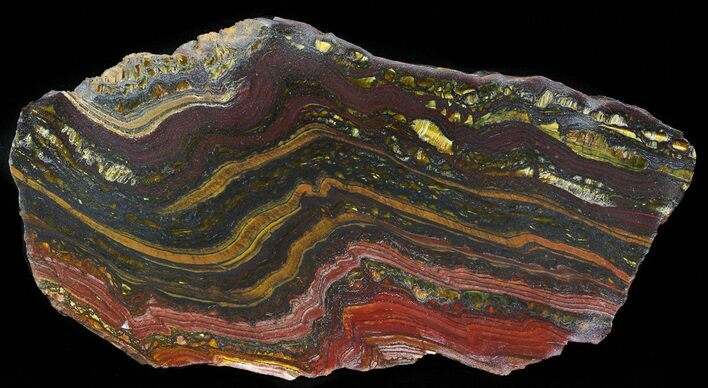 Polished Tiger Iron Stromatolite - ( Billion Years) #41087